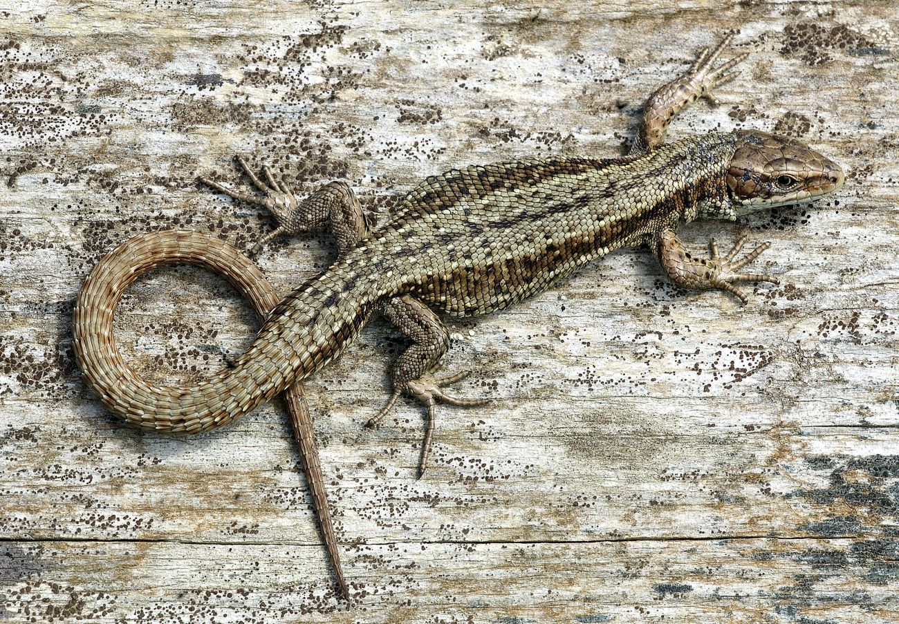 Common lizard